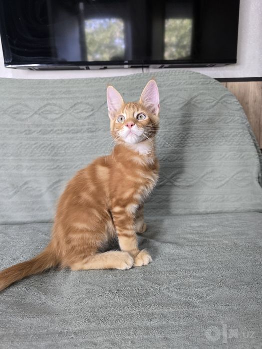 Коттята мейн кун, 2.5 месяца, мальчики и девочки