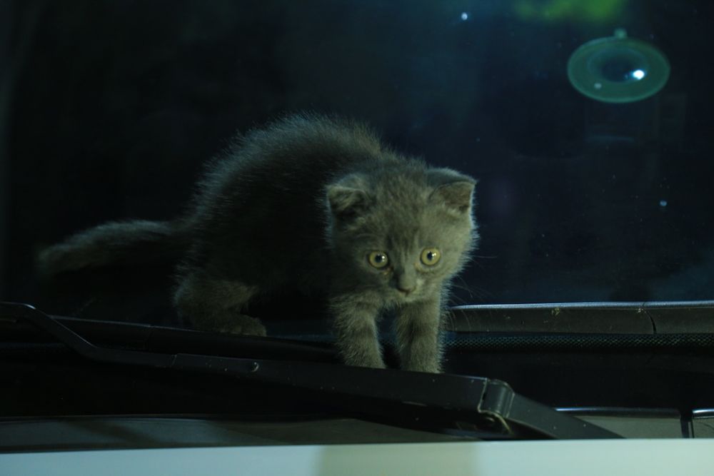 Кошка Mushuk Skotish straight 2 yarim oylik toza qon