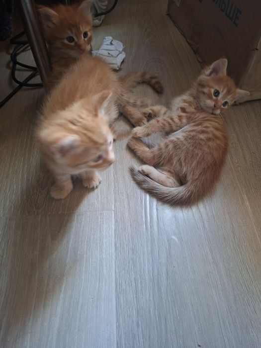 Котята от мамы Мейн кунь