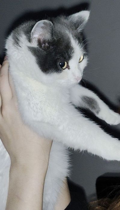 Кошка в добрые руки