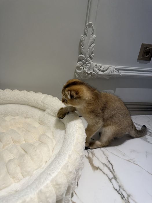 zolotaya shinshilla toza qon