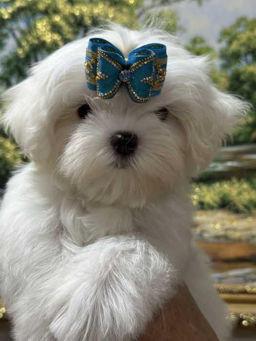 Шикарные малыши мальтезе