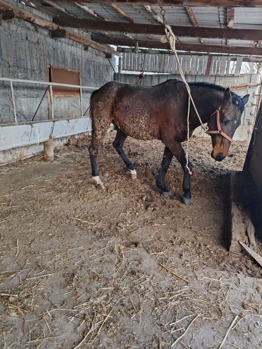 Продам лошадь жеребец