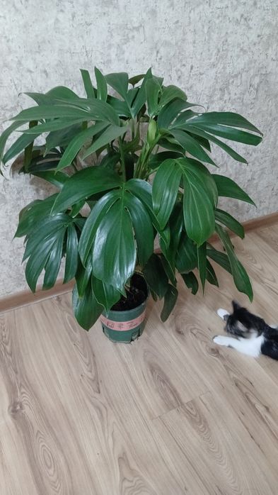 Комнатные растения