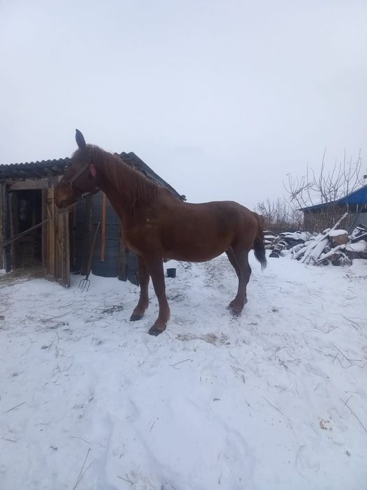 Кобыла Орловская помесь с тежелвоз