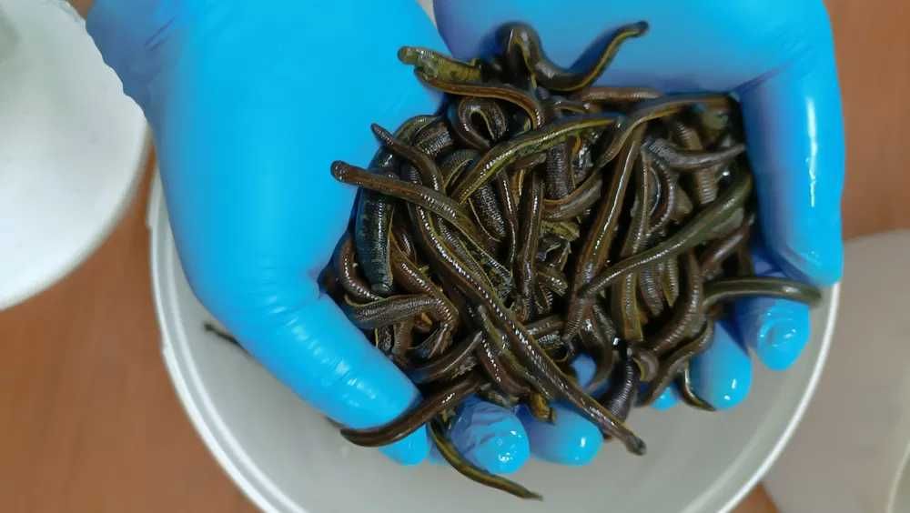 Продам пиявки Россия от 550 тенгетенге.