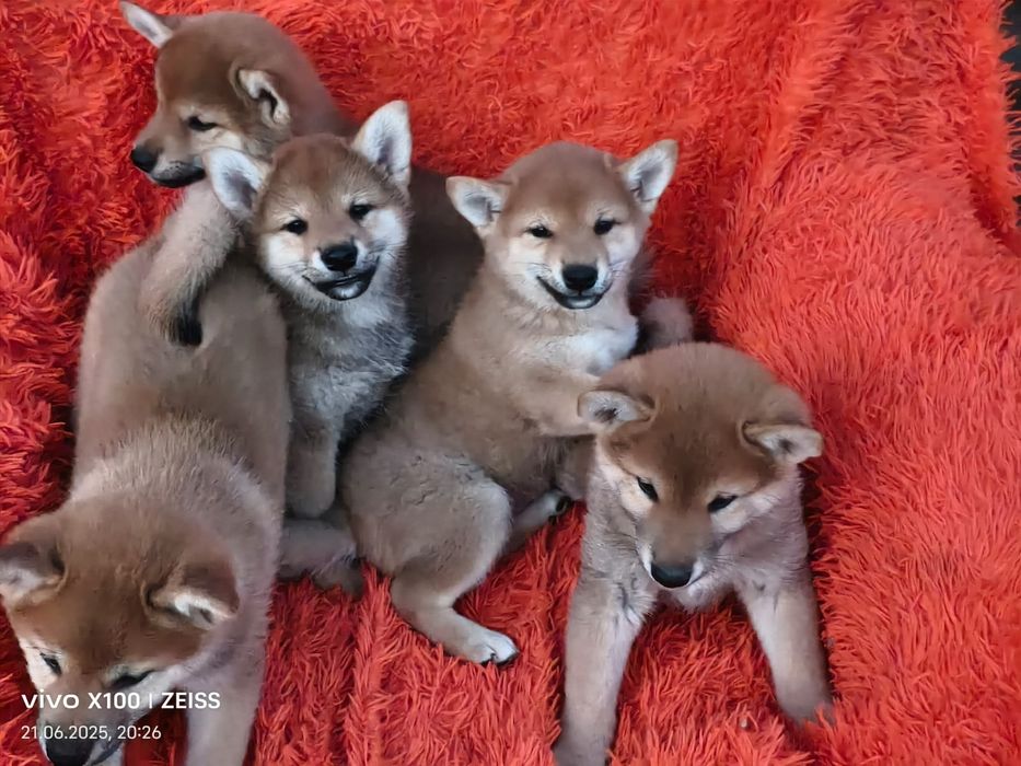 Продам щенков сиба ину