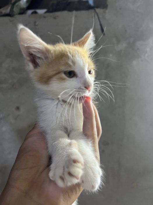 Котенок бесплатно