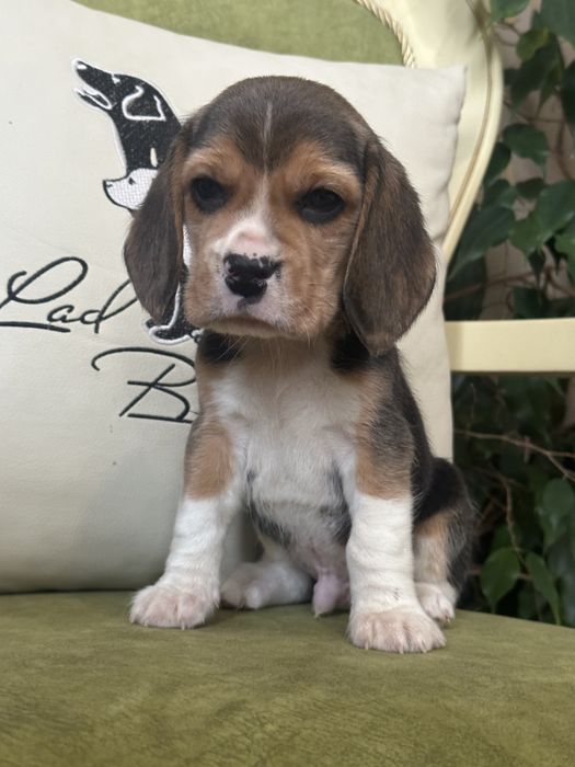 Щенки бигля, питомник