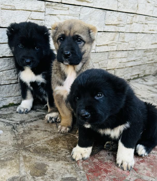 Щенки Алабая кушыктер Алабай