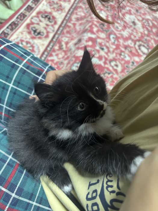 продам маленькую кошку