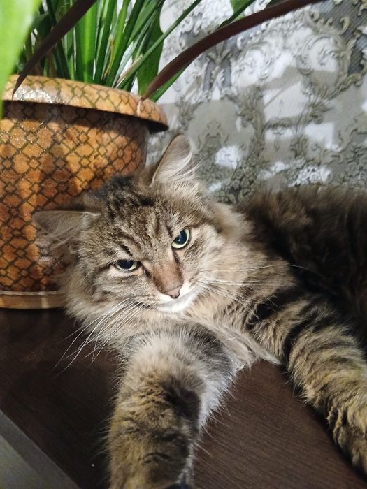 Продам активных котят