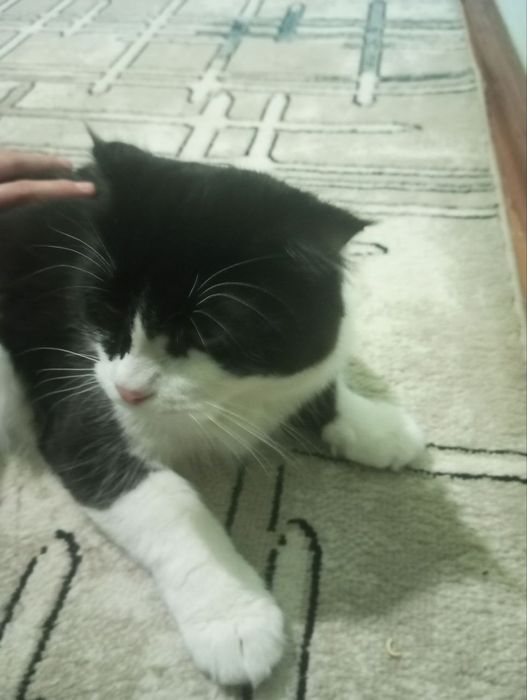 Срочно вислоухий котик  в хорошие руки  черный Белый
