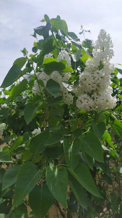 Продаються ветки Сирени