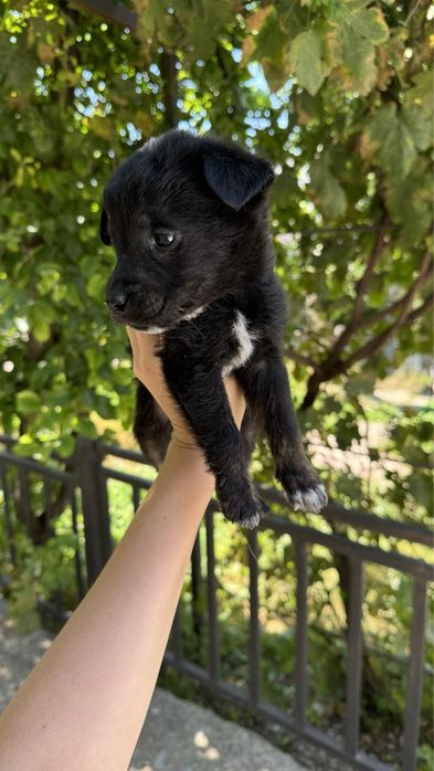 Продам щенка. Папа лабрадор