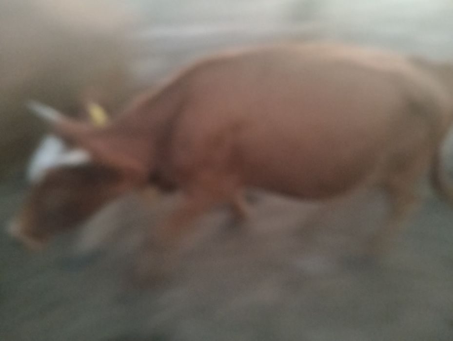 Сүтті тұқым етті тұқым торпақтар