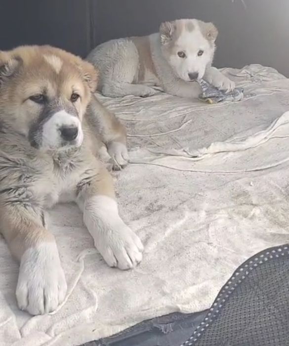 Шеньки Алабай  2 месяца