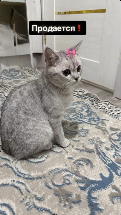 Shinshilla   08.