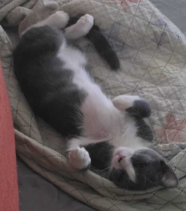 Caut adoptie pentru o pisica.