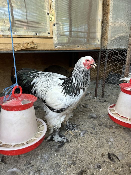 Disponibili cocosi brahma herminat dechis