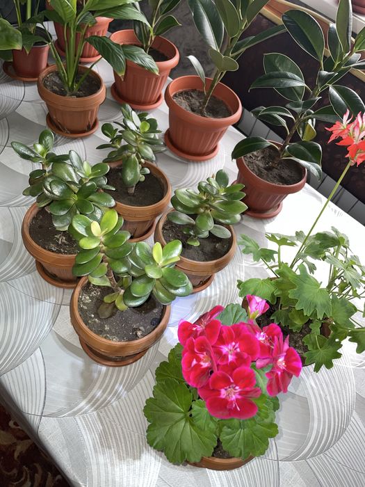 Продам цветы к 8 марту