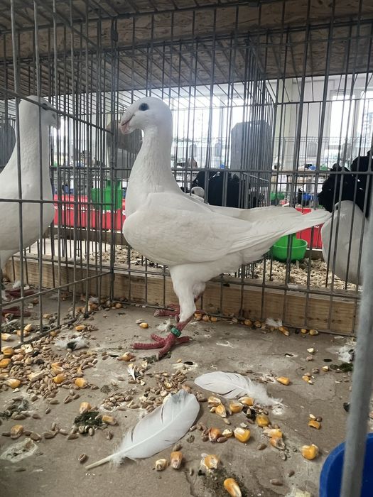 Porumbei germani de frumusete