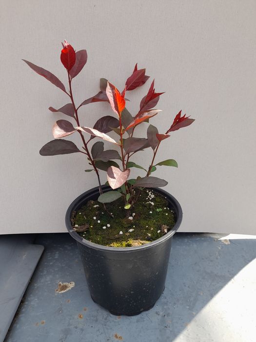 Червенолистна слива (джудже)