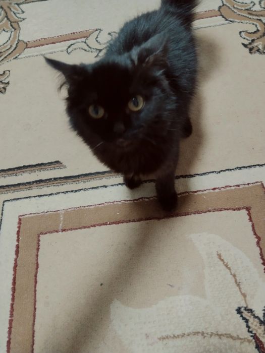 Кошка селена срочно