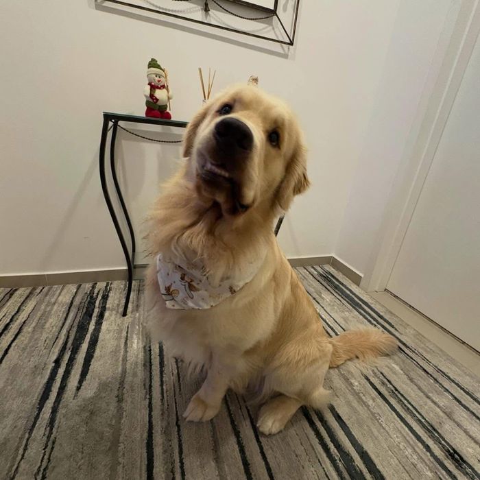 Голдън ретривър момче