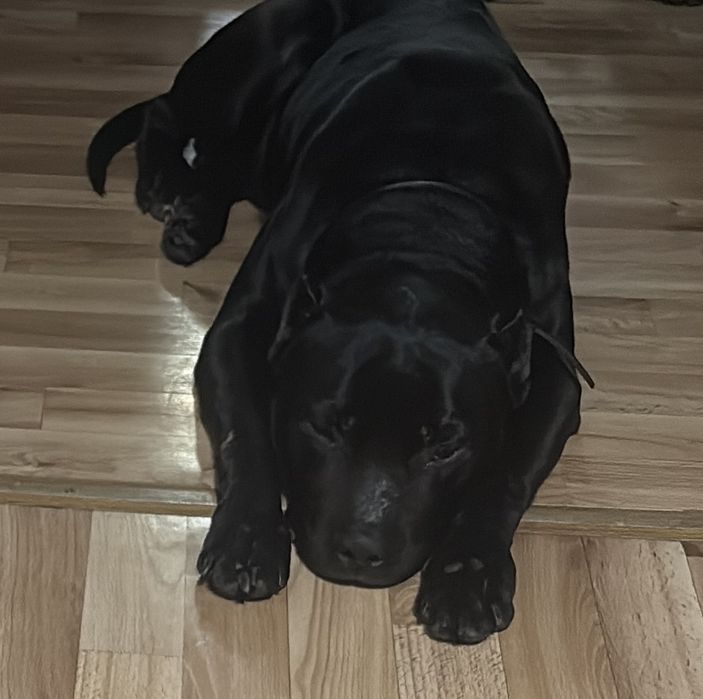 Продам питбуля в добрые руки