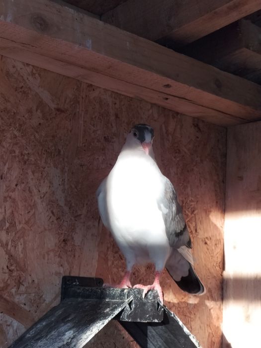 Galateni de zbor și de joc