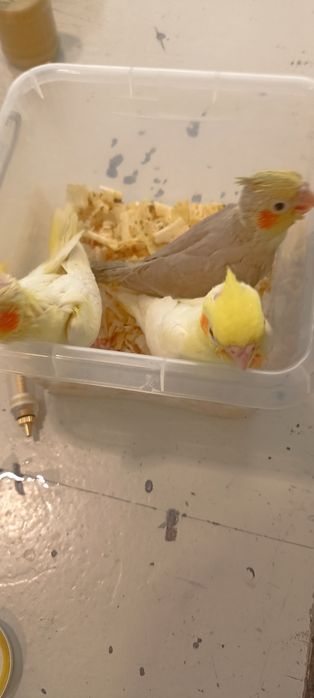 Папагали неразделки и корели