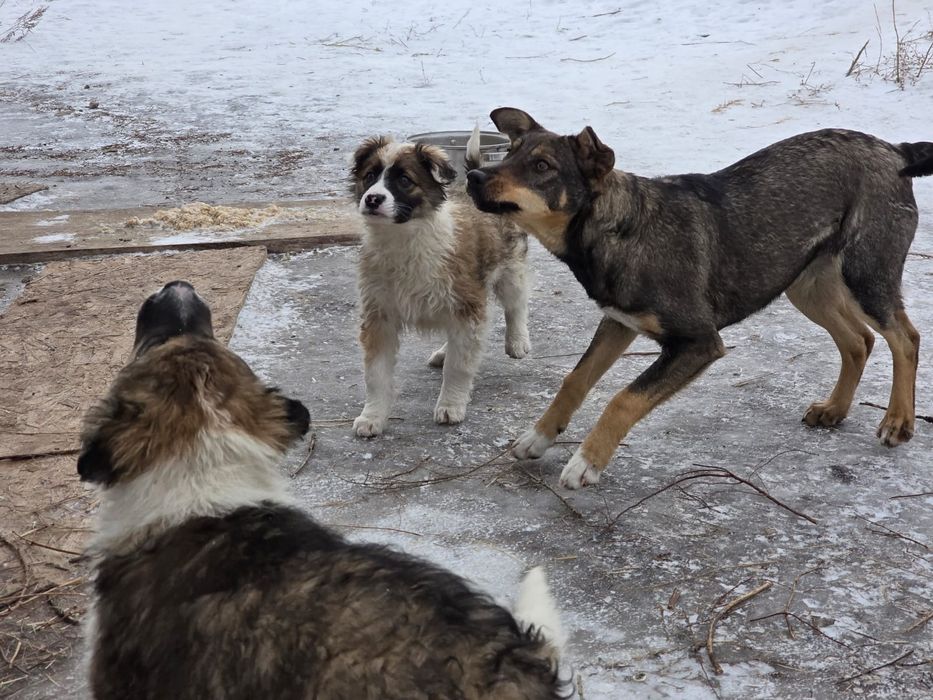 Щенки в добрые руки. Будущие охранники и верные друзья


Давайте пожал