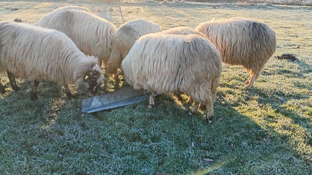 Oi gestante de munte caută alta casa