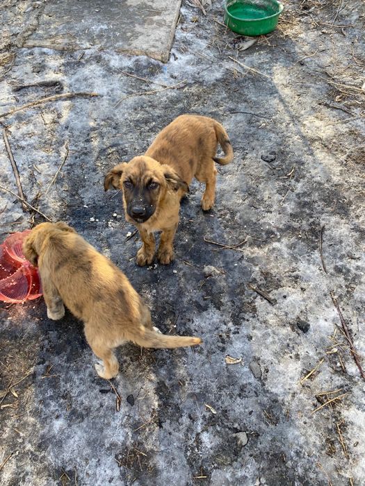 Щенята в добрые руки