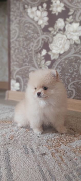 Шпицы кремовые готовы к переезду