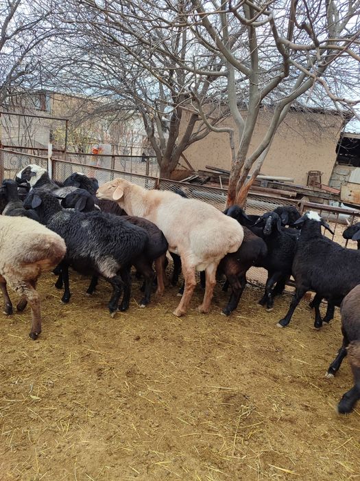 Arashan qochqor tozasi xali yosh zotka olaman deganla yaxshi zot qoldi