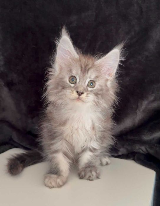 Котенца мейн куун