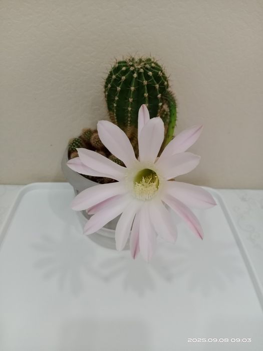 Комнатные цветы. Кактусы.