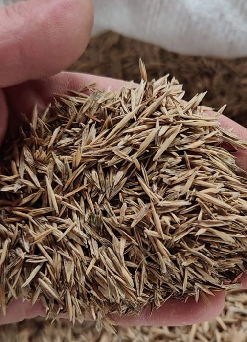 Sămânță Iarba coasă, pășune, Lollium,Festuca,Raigras
