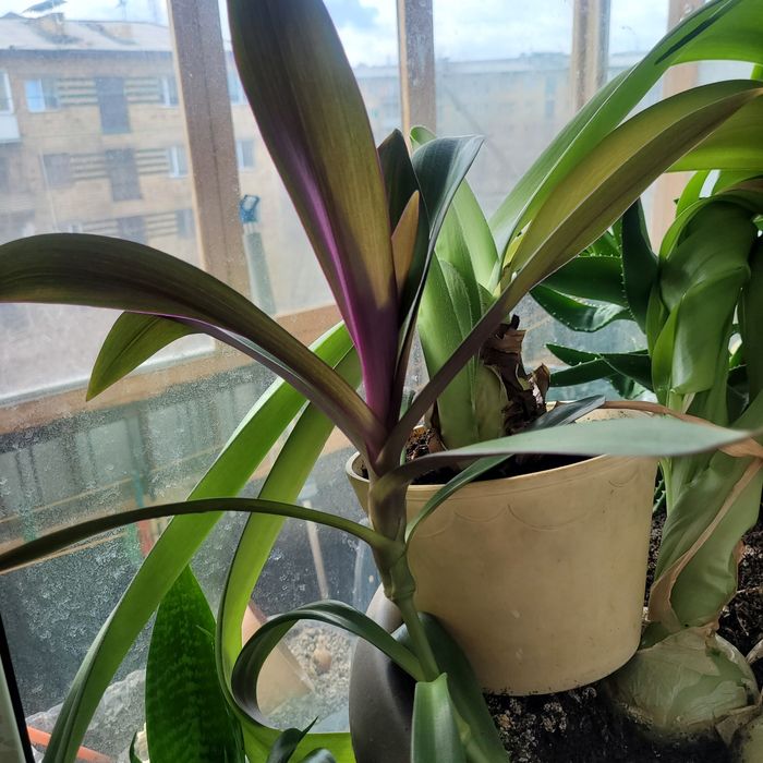 Продам  цветок  широкий красивый