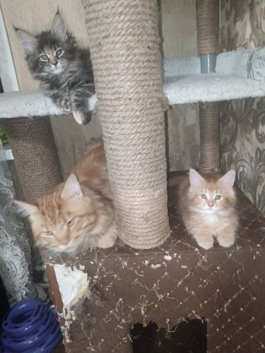 Котята мейн кун мейкун