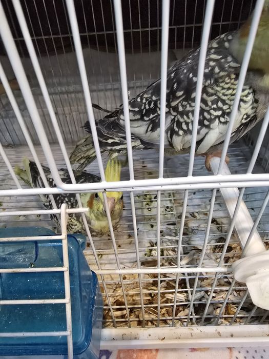 Попугаи корелла 2