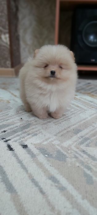 Шпиц мальчик кремовый