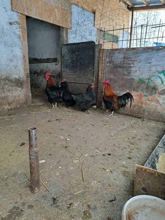 Vand 1cocosi marans!