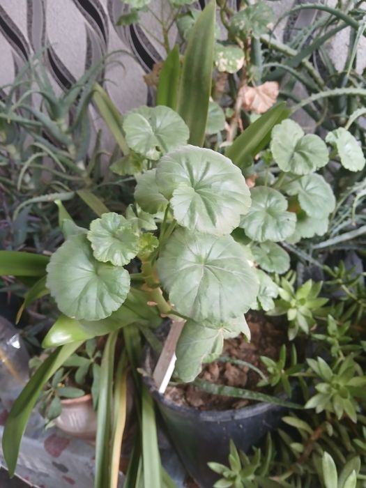 Продается комнатний цвети алоэ и ещё две другий цвети