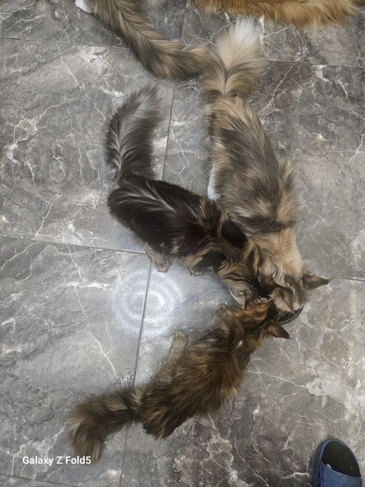 Полидакты мейнкуны