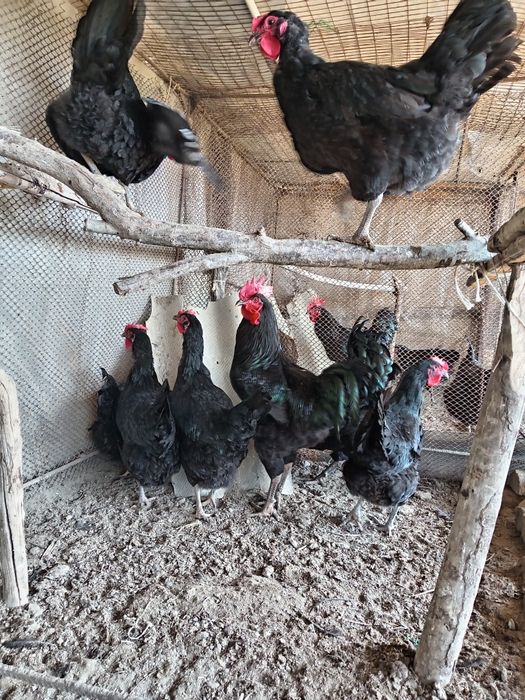 Кора Шахзода  тухумлари