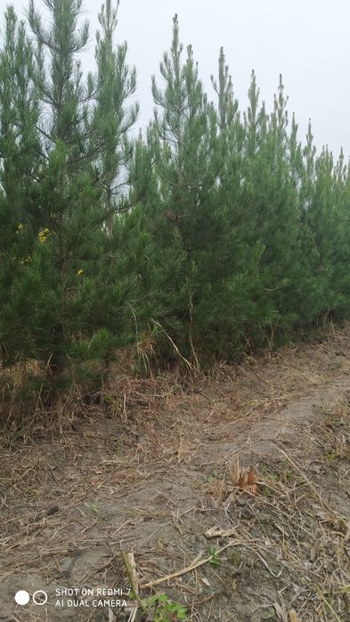 Archa koʻchatlar optim narxda Sasna Eldarski