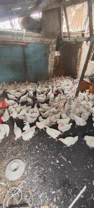 Куры несушки декалб Вайт